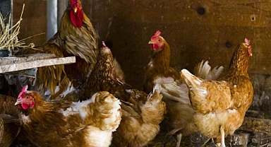 Tavuklar horoz olmadan yumurtlayabilir mi: Çiftçiler açıkladı