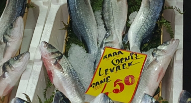 Tezgahlarda Karadeniz Levrek Hareketliliği