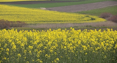 Trakya’da “Sarı Altın” Zamanı: Kanola Tarlaları Göz Kamaştırıyor