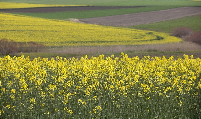Trakya’da “Sarı Altın” Zamanı: Kanola Tarlaları Göz Kamaştırıyor