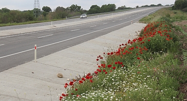 Kırklareli'nde Yol Kenarlarında Doğanın Görsel Şöleni