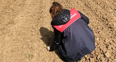 Pehlivanköy'de Ayçiçeği Sahalarında Teknik Kontroller Yapıldı