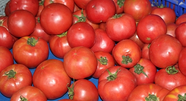 Pazarda Vatandaşı Sevindiren Gelişme: Pembe Domatesin Fiyatı Geriledi